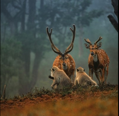 Wildlife Sanctuary